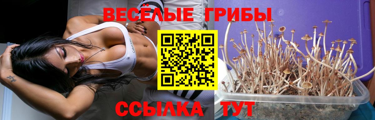 купить наркоту  Псилоцибиновые грибы мицелий  Галлюциногенные грибы Psilocybine cubensis  Вход с VPN  Зеленокумск 
